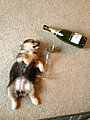 happy_new_year_2015_08.jpg